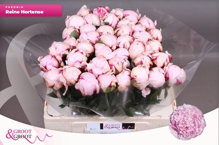 <h4>Paeonia Reine Hortense | XXL</h4>
