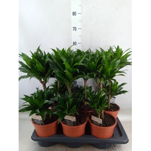 Dracaena frag. 'Compacta'