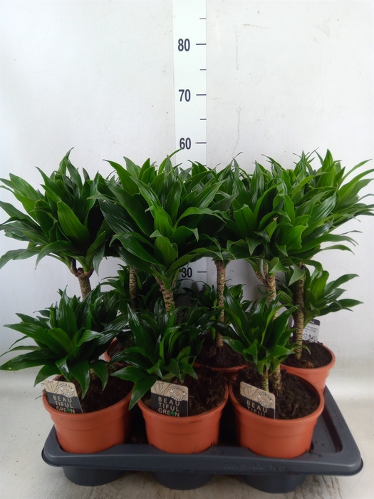 <h4>Dracaena frag. 'Compacta'</h4>