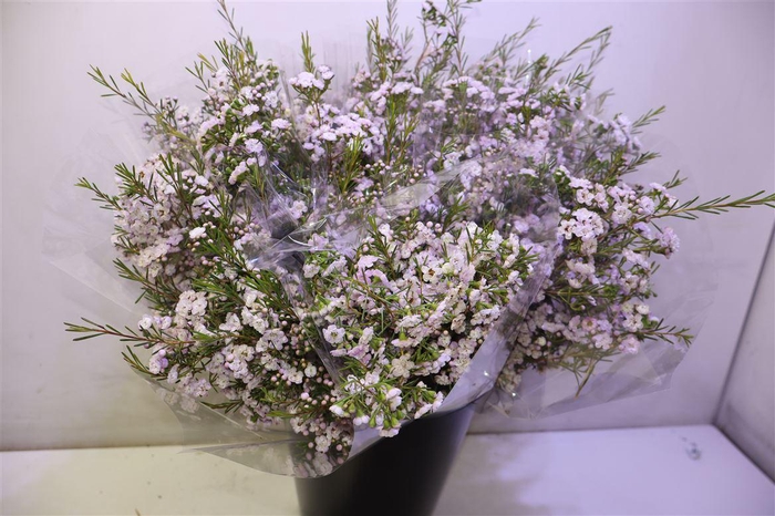 <h4>Chame Un Danc Queen</h4>