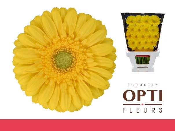 <h4>Germini Emoji Diamond</h4>