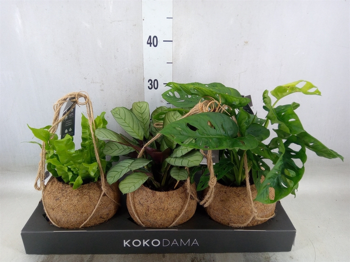 <h4>Planten Groen   ...mix  3</h4>