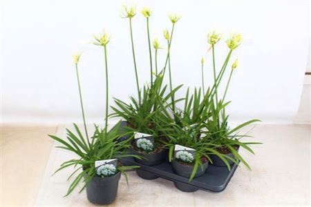 <h4>Agapanthus Charlotte White 2+</h4>