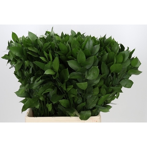 Ruscus Hypophyllum