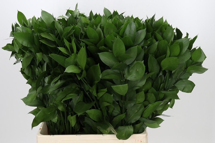 Ruscus Hypophyllum