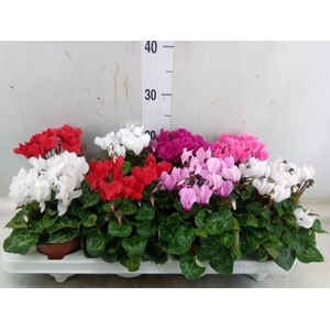Cyclamen KL 'Compact'