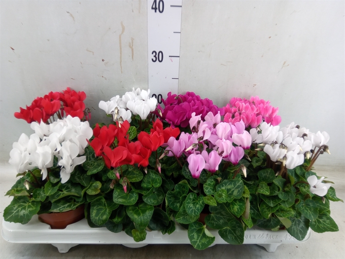 <h4>Cyclamen KL 'Compact'</h4>