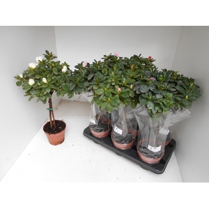 RHODO SI OV