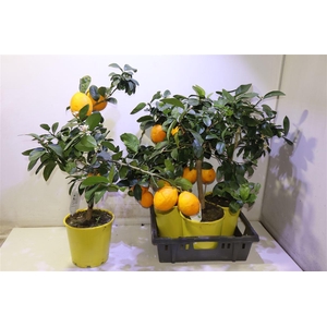 Citr Meyeri Meyer Xxl Vrucht