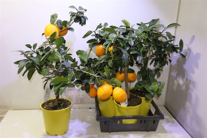 <h4>Citr Meyeri Meyer Xxl Vrucht</h4>