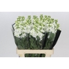 Matthiola Iron White