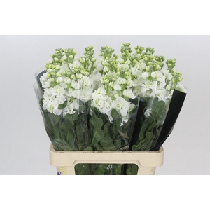 Matthiola Iron White