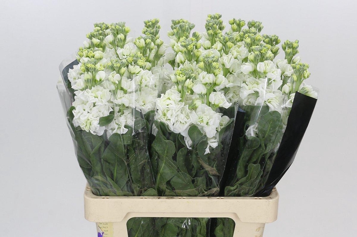 <h4>Matthiola Iron White</h4>