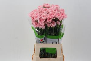<h4>Dianthus st pink cute</h4>