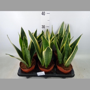 Sansevieria  'Star Canary'