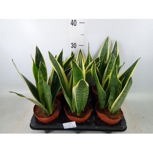 Sansevieria  'Star Canary'