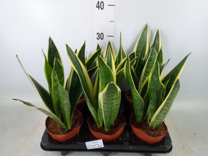 <h4>Sansevieria  'Star Canary'</h4>