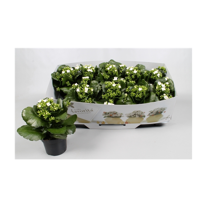 <h4>Kalanchoe favorita white instyle + collar</h4>