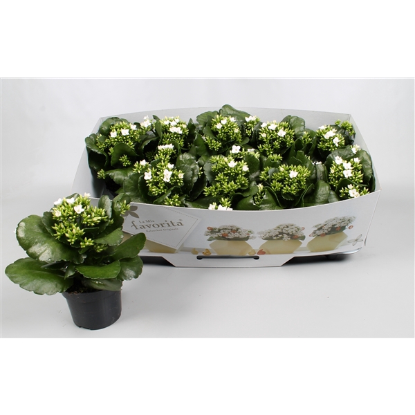 Kalanchoe favorita white instyle + collar