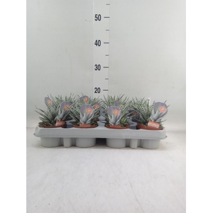 Haworthia fasciata 'Alba'