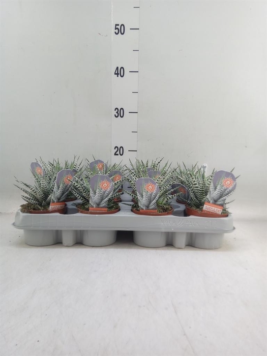 <h4>Haworthia fasciata 'Alba'</h4>