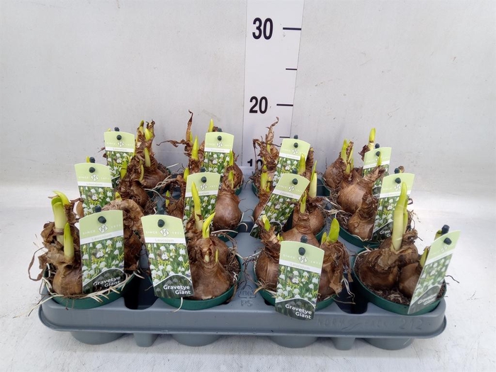 <h4>Leucojum aestivum</h4>