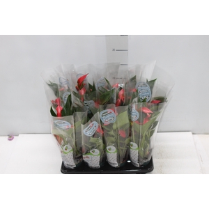 ANTHURIUM TRILLIONS RED P06