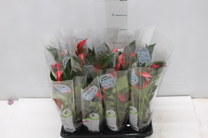 <h4>ANTHURIUM TRILLIONS RED P06</h4>