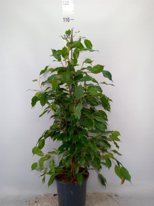 <h4>Ficus   ...mix</h4>