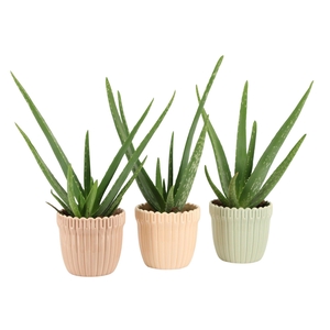 7502492: Solutionss Contradiction