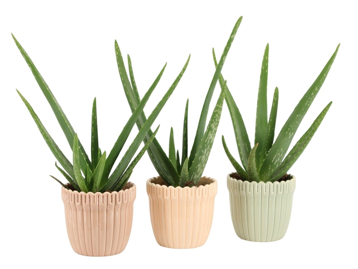 <h4>7502492: Solutionss Contradiction</h4>