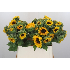 Helianthus Orange Fire