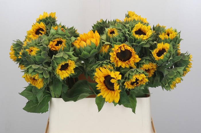 <h4>Helianthus Orange Fire</h4>