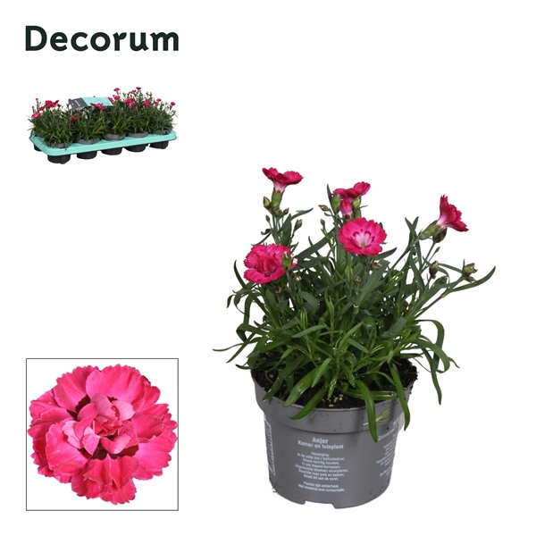 <h4>Dianthus - 10,5 cm - EARLY LOVE (Pink) - Decorum</h4>