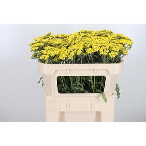 Achillea Moonshine