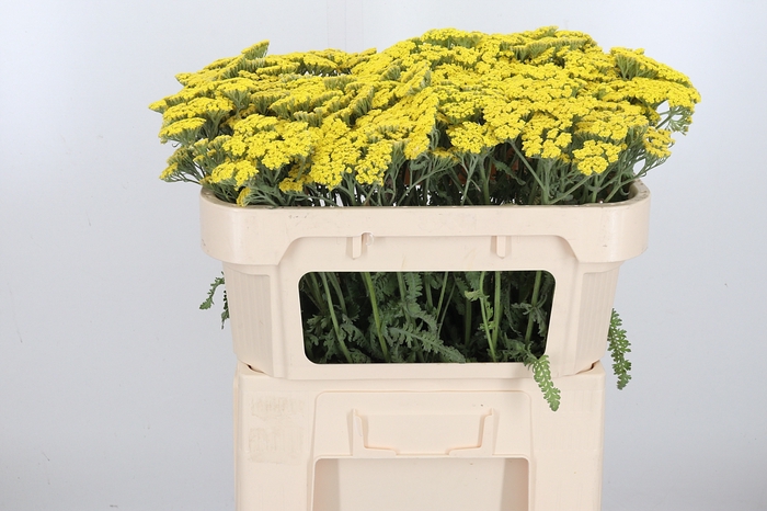 <h4>Achillea Moonshine</h4>