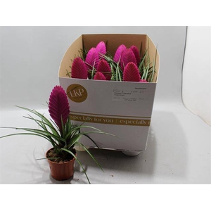 .Tillandsia cyanea vincent