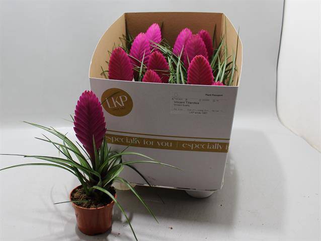 <h4>.Tillandsia cyanea vincent</h4>