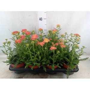 Achillea   ...