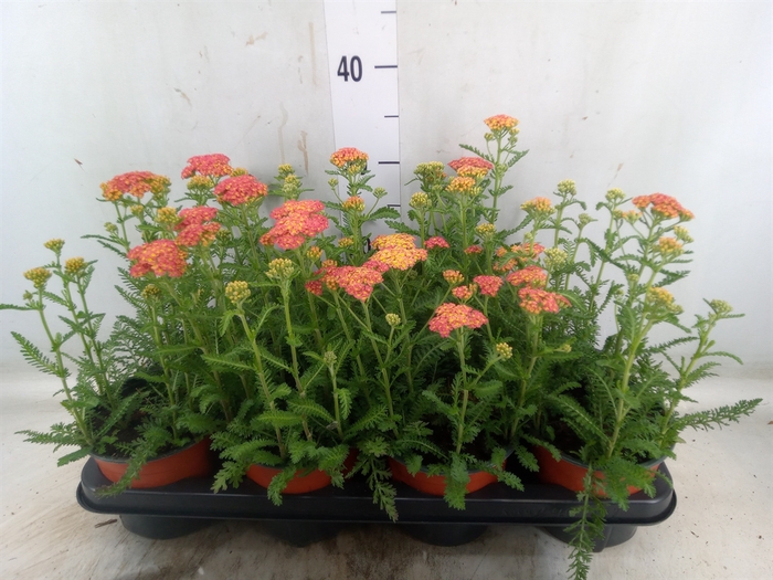 <h4>Achillea   ...</h4>