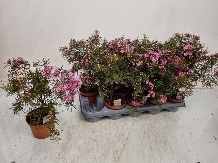 <h4>CHAMEL U OV</h4>