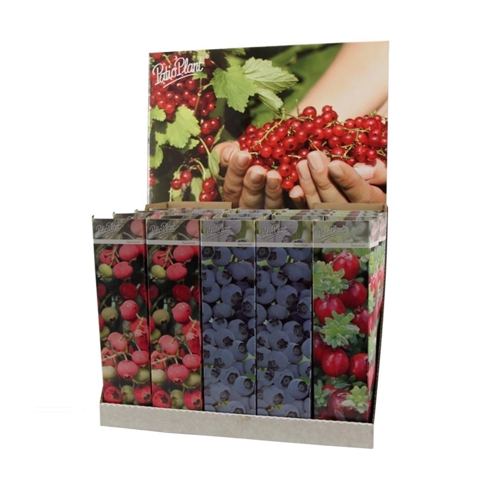 <h4>Vaccinium mix</h4>