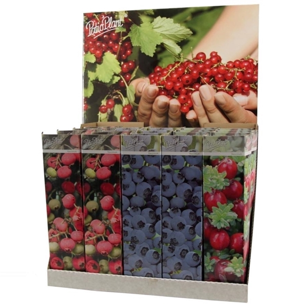 Vaccinium mix