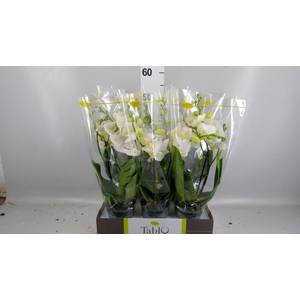 Phalaenopsis   ...white