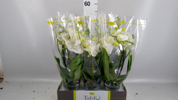 <h4>Phalaenopsis   ...white</h4>
