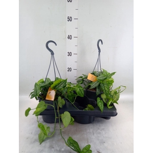 Monstera siltepecana