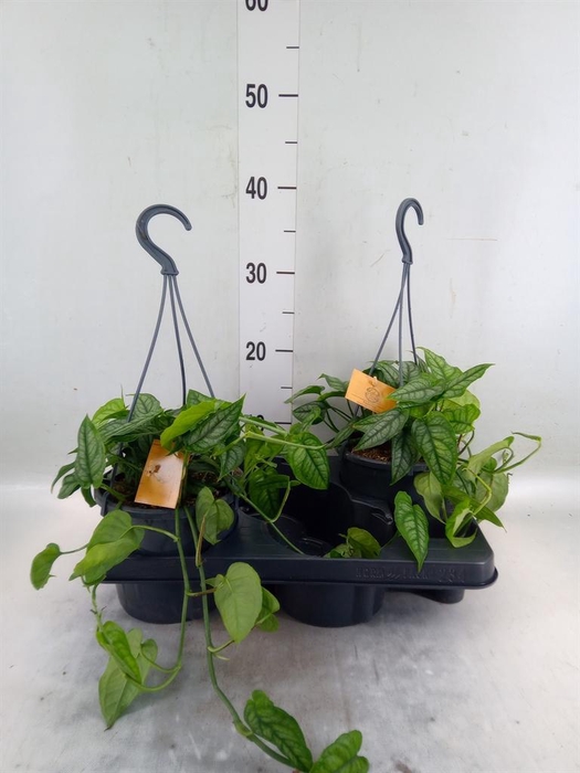 <h4>Monstera siltepecana</h4>