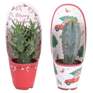 Cactus mix 5,5 cm in kerst potcovers potcovers
