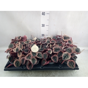 Peperomia