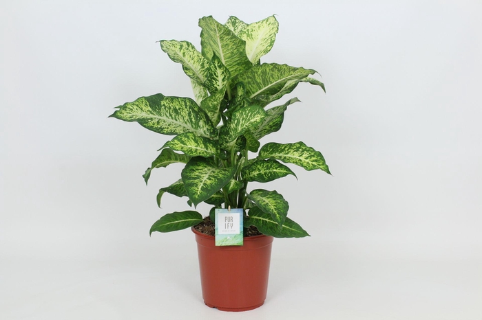 <h4>Purify Dieffenbachia Mars 24 cm</h4>
